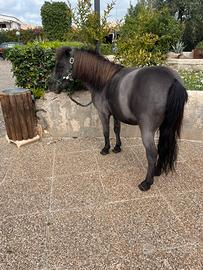 Pony calesse finimenti