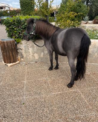 Pony calesse finimenti