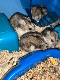 Criceti nati 1 mese fa e alcuni di 2/3 mesi m/f