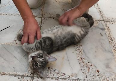 Gattino grigio chiaro