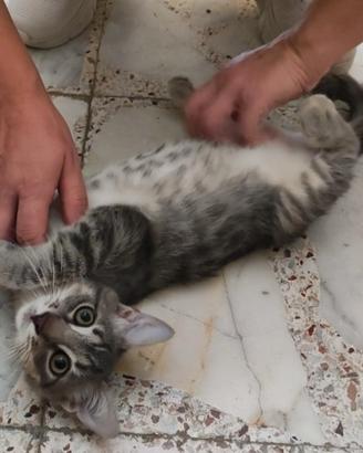 Gattino grigio chiaro