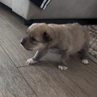 Trovatella di cane di 25 giorni