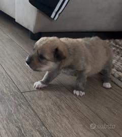 Trovatella di cane di 25 giorni