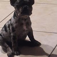 Bulldog francese