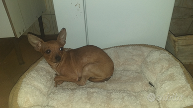 Cucciolo di pincher toy