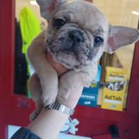 Bull dog francesi