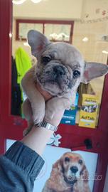 Bull dog francesi