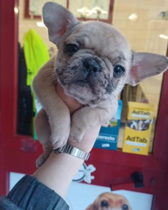 Bull dog francesi