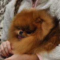 Spitz pomerania ACCOPPIAMENTO rosso volpino TOY
