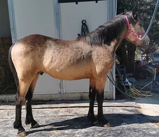 Puledro Warlander