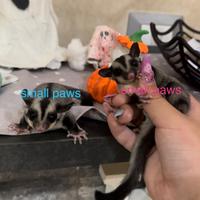 Petauri dello zucchero