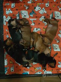 Sono disponibile 6 cuccioli di pinker