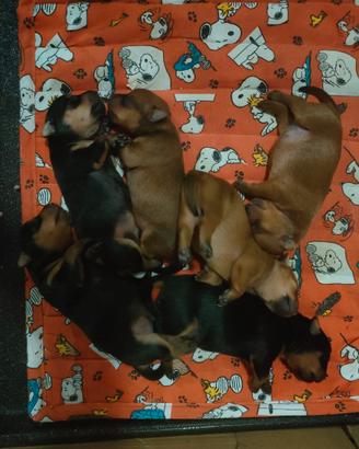 Sono disponibile 6 cuccioli di pinker