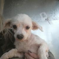 Maltese femmina in adozione