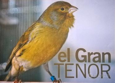 Canarini da canto Timbrado Spagnoli