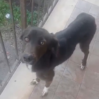 Cagnolina in Adozione
