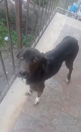 Cagnolina in Adozione