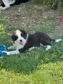 Cuccioli Border Collie