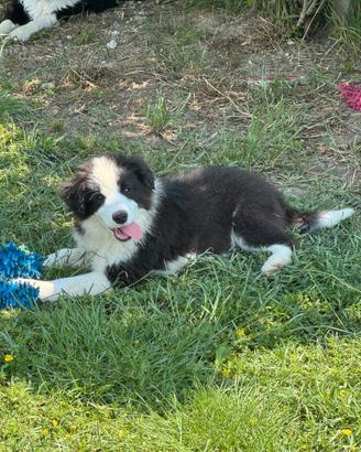 Cuccioli Border Collie