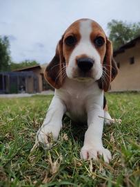 Cuccioli Beagle taglia piccola