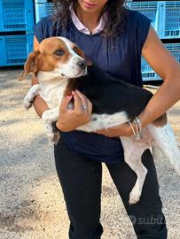 Cane taglia piccola beagle dolce femmina