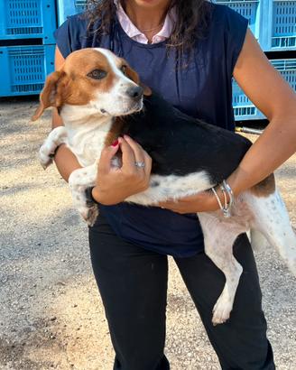 Cane taglia piccola beagle dolce femmina