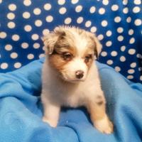 Australian Shepherd cuccioli merle