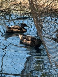 Germani reali allevati in purezza