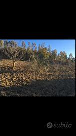 Appezzamento con frutteto ed alberi secolari