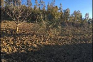 Appezzamento con frutteto ed alberi secolari