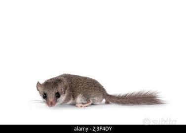 mini ghiro africano 