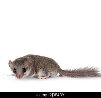 mini ghiro africano 