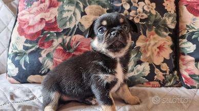 Cucciolata chihuahua Disponibile