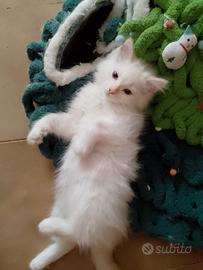 Cucciolo di Siberiano Neva Masquerade