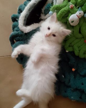 Cucciolo di Siberiano Neva Masquerade