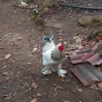 Gallo brahma