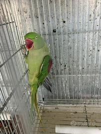 Pappagalli grande alessandrino coppia