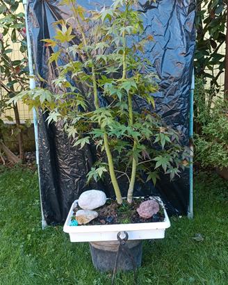 Pre bonsai  aceri