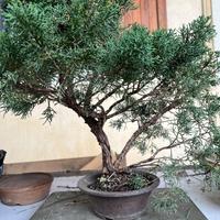 Ginepro cinese