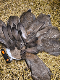 Conigli razza fiandra