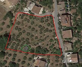 Terreno agricolo uliveto 4300 mq
