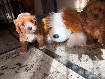 Barboncini e maltipoo