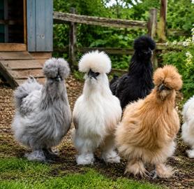 Galline ornamentali