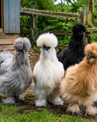 Galline ornamentali
