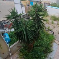 Yucca tronchetto felicità 