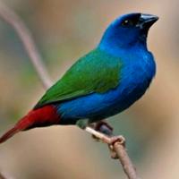 Esotici diamante di tanimbar coppia