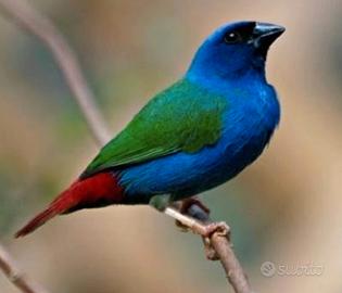 Esotici diamante di tanimbar coppia