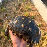 Tartaruga di terra marginata sarda