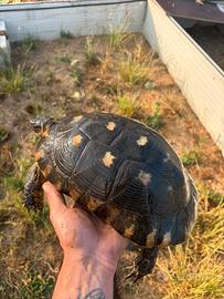 Tartaruga di terra marginata sarda