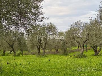 Terreno - Uliveto - Sorso